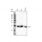 Anti-Lysozyme LYZ Rabbit Monoclonal Antibody